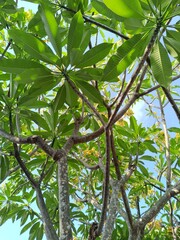 Tropical Plumeria Bliss: Yellow Kamboja flowers and lush foliage against the blue sky. Symbolic beauty, essential oils, and calming fragrance for a serene, sunny escape.