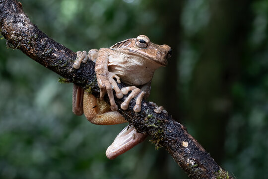 Gladiator Tree Frog (Boana rufitela) Wildlife Photography in Costa Rica Rainforest