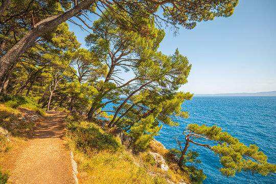 Scenic hiking trail in Osejava Forest Park Makarska Croatia with pine trees, Adriatic Sea cliffs, and Koraljni Greben Vepric viewpoint along the Dalmatian Coast