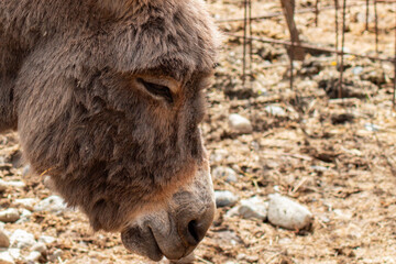 Close-up of a calm donkey facing left with gentle expression in a rustic outdoor animal pen