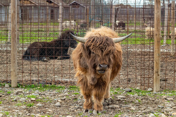 Full body portrait of a highland calf with unkempt hair and strong build in early spring