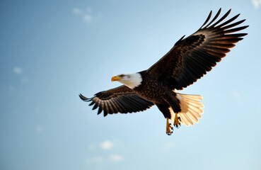 Obraz premium A majestic bald eagle soaring through a clear blue sky with its wings fully extended