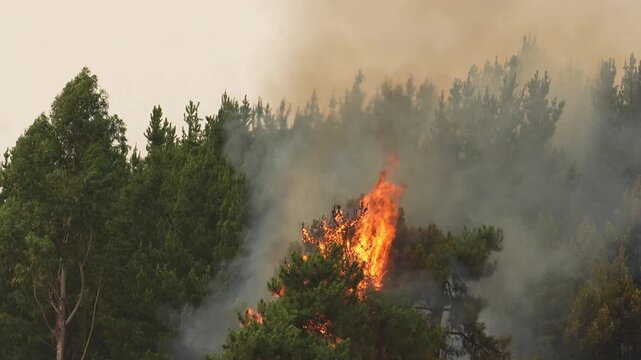 Intense flames engulfing pine trees during a wildfire in spain, creating a hazardous situation