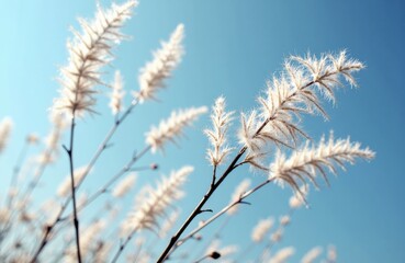 Feathery grass stalks sway against a bright blue sky creating a natural and airy scene