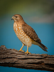 red tailed hawk
