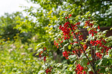 Obraz premium Vibrant red currants on bush with lush greenery in garden setting under sunlight