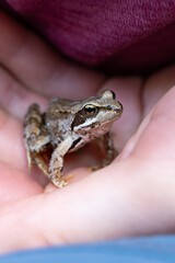 frog in hand