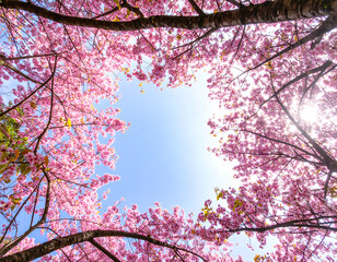 Vibrant Pink Cherry Blossoms Frame Sunny Blue Sky:  Upward View, Springtime Floral Background,  Nature Photography.
