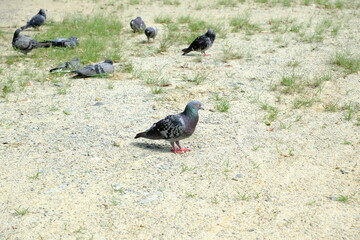 鳩の群れ