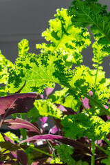 green plant leaves against sunlight at vertical composition