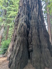 Redwood Tree Trunk Stump Bark Huge Giant Sequoia Forest Woods