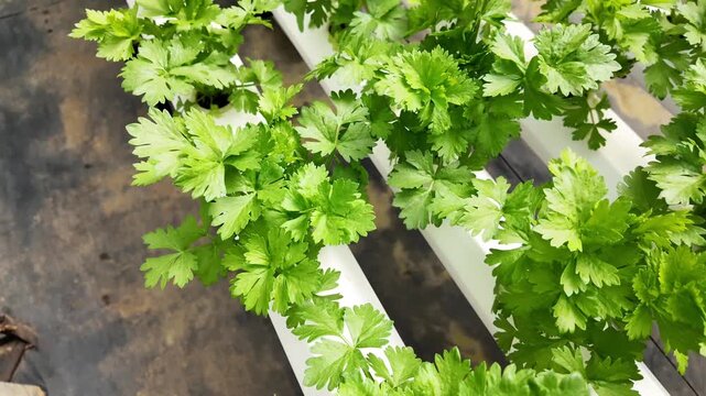 A series of video clips showing fresh baby celery growing in a modern hydroponic system inside a greenhouse in Da Lat, Vietnam. The footage highlights clean, sustainable, and innovative farming techno