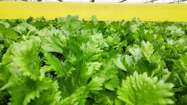 A series of video clips showing fresh baby celery growing in a modern hydroponic system inside a greenhouse in Da Lat, Vietnam. The footage highlights clean, sustainable, and innovative farming techno