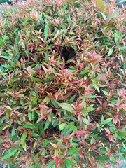 Vibrant Red Shoot: Syzygium myrtifolium. Stunning ornamental hedge & natural antioxidant powerhouse! Bring nature's vivid contrast to your design.