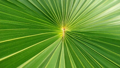 Fototapeta premium Green palm leaf closeup with nature background, and fresh texture.