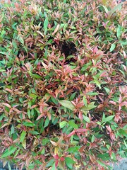 Vibrant Red Shoot: Syzygium myrtifolium. Stunning ornamental hedge & natural antioxidant powerhouse! Bring nature's vivid contrast to your design.