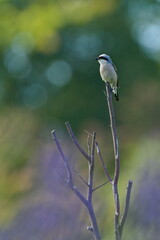 Red-backed Shrike male (Lanius collurio) perched on the stick. A common bird species in the Czech Republic.