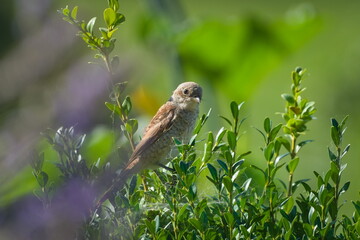 Juvenile Red-backed Shrike aka Lanius collurio perched the bush. A common bird species in the Czech Republic.