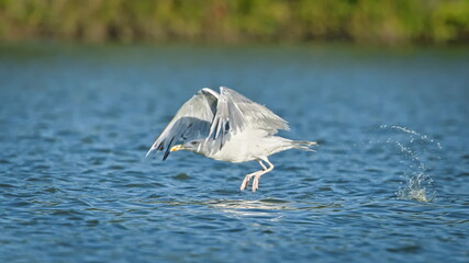 European Herring Gull (Larus argentatus) taking off. A common bird species in the Czech Republic.