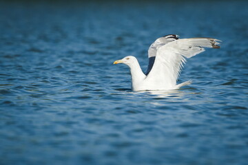 European Herring Gull (Larus argentatus) with raised wings on water. A common bird species in the Czech Republic.