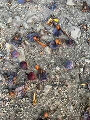 Steppe cherry Prunus fruticosa Susinenbaum oat plum apple sour cherry oat sloe almond Alpine plum tree Mirabelle American plum berry apple rock cherry bird cherry Steppenkirsche Prunus fruticosa Susin