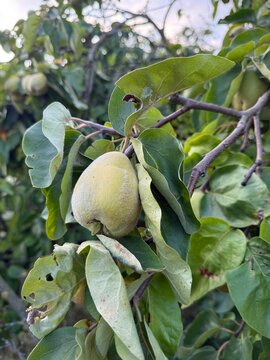 Quitte Quittenbaum Pyrus Cydonia Styrax Quittengelee Quince tree jam quince jelly quince jelly organic vitamin quince fruit juicy  apple quince gold quince confiture health dessert organic delicious
