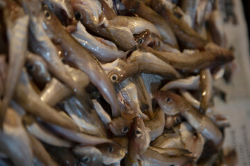 Fresh whiting fish