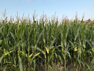 Fototapeta premium Mais Zea mays Getreide Körnermais Saat Ernte Kolben gelb Körner Popcorn Maize cereal grain maize staple food corncob field farmer agriculture seed harvest cob cow yellow kernels popcorn cornfield