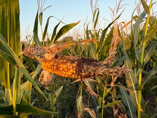 Mais Zea mays Getreide Körnermais Saat Ernte Kolben gelb Körner Popcorn Maize cereal grain maize...