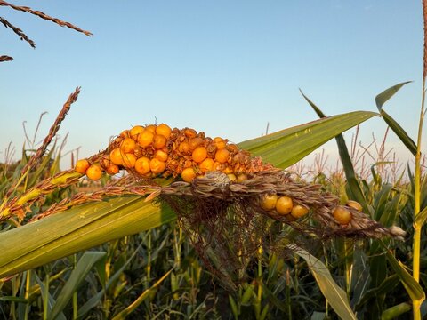 Mais Zea mays Getreide K&ouml;rnermais Saat Ernte Kolben gelb K&ouml;rner Popcorn Maize cereal grain maize staple food corncob field farmer agriculture seed harvest cob cow yellow kernels popcorn cornfield