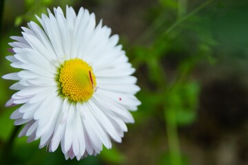Close-up of a chamomile flower on a green blurred background. Calmness and lightness.