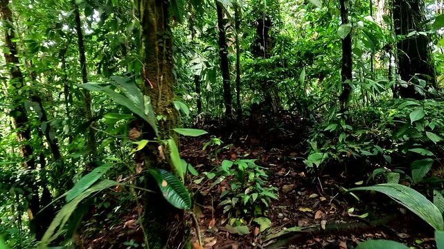  Following a small trail in a tropical forest, rainforest with high biodiversity on a sunny day - jungle nature background of Amazonian and Choc&oacute; forest