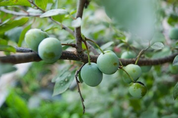 Close-up of green unripe plums on a branch with leaves. Green, natural, fresh look.