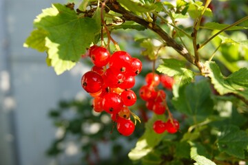 Redcurrants on a bush. Close-up of redcurrants on a bush in sunlight. Bright and fresh berries are ready to eat.