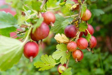 Close-up of ripe red gooseberries on a bush in a sunny garden. The photo shows the generous harvest and freshness of summer berries.