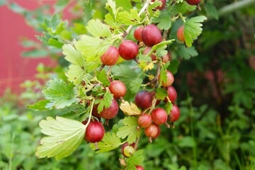 Close-up of ripe red gooseberries on a bush in a sunny garden. The photo shows the generous harvest and freshness of summer berries.