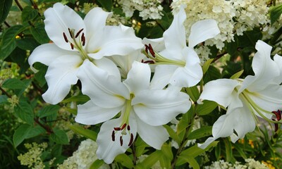 Beautiful white lilies in the garden close-up - horizontal photo. For websites, books, postcards.