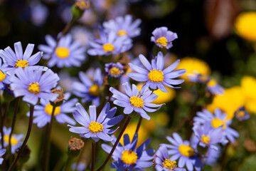 Blue Daisy, Felicia Amelloides, Happy Flower, Kingfisher Daisy, Cape Aster, Blue Felicia, in the...