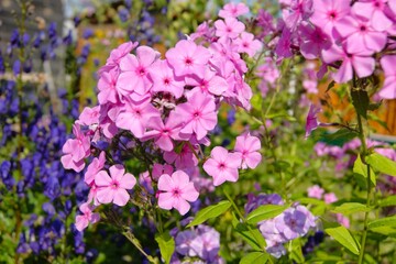 Close-up of bright pink phlox in blooming summer garden. Beautiful background with blurred blue flowers. Perfect for use in design of cards, invitations, websites and promotional materials. Summer