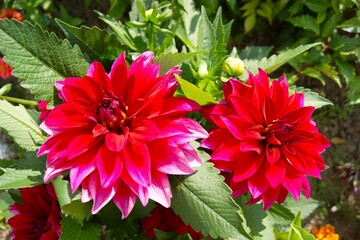 A close-up of two vibrant red dahlias with pink-tipped petals in a sunny summer garden. The lush blooms and vibrant colors make this image perfect for decorating websites, blogs, and printed materials