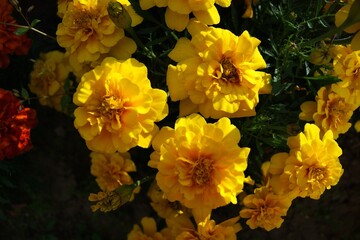 Bright shot of yellow marigolds in a blooming summer garden. Close-up of beautiful flowers. Perfect for use in the design of cards, websites and promotional materials related to summer, garden and