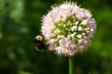 Close-up of a flowering ornamental onion with a bumblebee sitting on it. The photo demonstrates the beauty of a summer garden and the importance of pollinating insects.