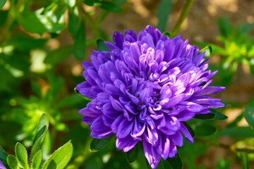 Terry purple aster close-up. Image with beautiful texture and color for website design, banners, advertising materials related to cosmetics, perfumes or spa services.