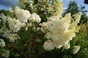 Close-up of white hydrangea paniculata flowers in a summer garden. Beautiful, delicate image for...