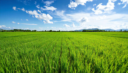 Obraz premium 一面に広がる緑の田んぼと青空。Green rice fields and blue skies stretch out before you.