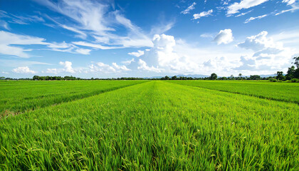 Obraz premium 一面に広がる緑の田んぼと青空。Green rice fields and blue skies stretch out before you.