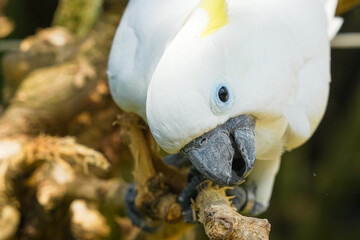 The parrot's beak is so strong that it can be used to tear tree bark and even cut branches.