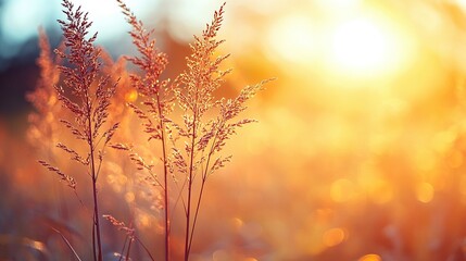 Grass stalks in sunlight golden hour bokeh background.