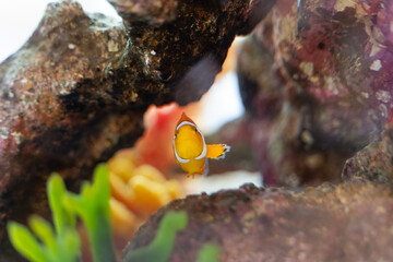 Clownfish Swimming Among Corals①