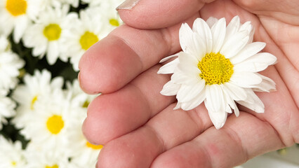 A woman's hand holding a daisy flower against a background of daisies.